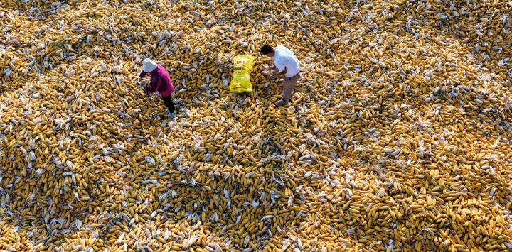 Vista aérea tomada con un dron de agricultores manipulando maíz cosechado, en el poblado de Wulongkou, en la provincia de Henan, en el centro de China. A medida que llega el otoño, los agricultores de toda China aprovechan al máximo la temporada agrícola para trabajar y garantizar una producción estable de cereales.