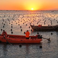 Imagen tomada con un dron de trabajadores cuidando las plántulas de algas marinas en un área de cultivo de plántulas de algas marinas en una granja marina, en la ciudad de Rongcheng, en la provincia de Shandong, en el este de China. | Foto:Xinhua/Li Xinjun