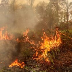 Un hombre utiliza un palo en un intento por sofocar un incendio forestal en la zona de Bukit Batu, en Palangkaraya, provincia de Kalimantan Central, Indonesia. Una bruma tóxica ha cubierto partes de Indonesia, Malasia y Singapur durante semanas, mientras Yakarta lucha por contener los incendios que han arrasado grandes extensiones de Borneo y Sumatra, con el humo extendiéndose por toda la región. | Foto:REINA / AFP