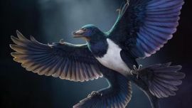 Reconstrucción artística del Norellraptor barsboldi.