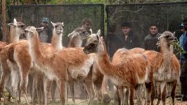 Los 30 guanacos trasladados fueron seleccionados especialmente.