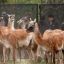 2210_guanacos