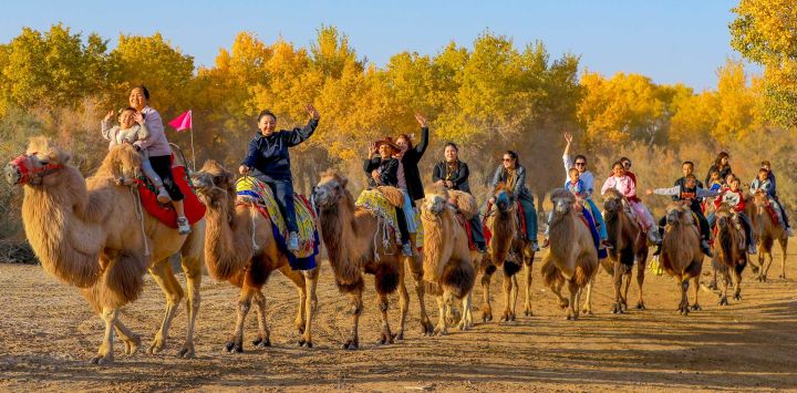 Imagen de turistas montando camellos en un área escénica caracterizada por bosques de populus euphratica, en el distrito de Lop de la prefectura de Hotan, en la región autónoma uygur de Xinjiang, en el noroeste de China. Los bosques de populus euphratica han entrado aquí en su mejor temporada de observación, atrayendo a turistas para disfrutar del espectacular paisaje.