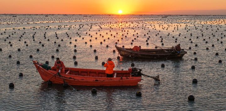 Imagen tomada con un dron de trabajadores cuidando las plántulas de algas marinas en un área de cultivo de plántulas de algas marinas en una granja marina, en la ciudad de Rongcheng, en la provincia de Shandong, en el este de China.