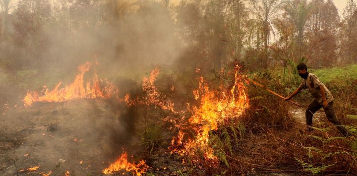 Un hombre utiliza un palo en un intento por sofocar un incendio forestal en la zona de Bukit Batu, en Palangkaraya, provincia de Kalimantan Central, Indonesia. Una bruma tóxica ha cubierto partes de Indonesia, Malasia y Singapur durante semanas, mientras Yakarta lucha por contener los incendios que han arrasado grandes extensiones de Borneo y Sumatra, con el humo extendiéndose por toda la región.