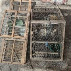 Parte de las jaulas secuestradas.