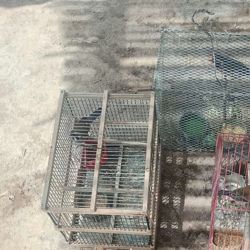Las aves secuestradas se encontraban en malas condiciones sanitarias.