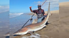 La actividad en Faro Querandí muestra una tendencia positiva, con cazones presentes y nuevas oportunidades de encuentro con tiburones bacota.