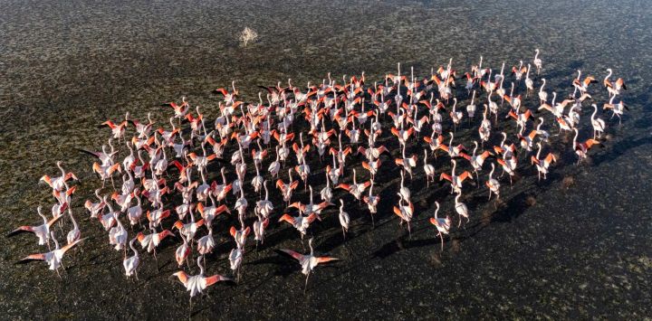Esta fotografía aérea muestra una gran bandada de flamencos desplegando sus alas en aguas poco profundas del lago Duden, que forma parte del lago salado, cerca de Konya, en el centro de Turquía.