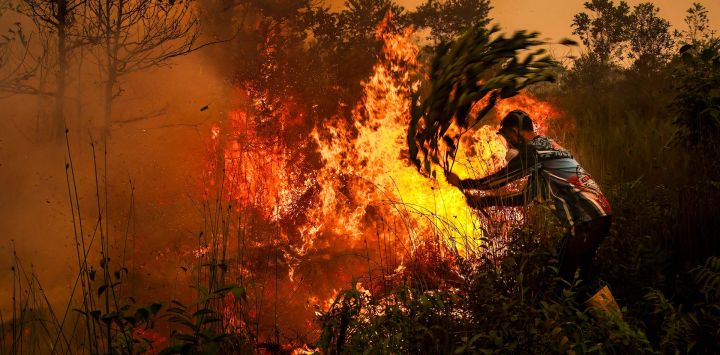 Un hombre utiliza una rama de árbol para intentar sofocar un incendio en una turbera en Palangkaraya, Kalimantan Central, Indonesia.