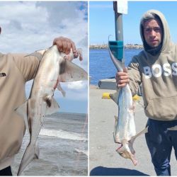 El pez elefante, también llamado gallo o banderita, se pescó bien en la zona de Necochea y Quequén. Fueron momentos que, el pescador local principalmente, pudo aprovechar. 