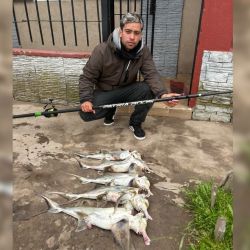 El pez elefante, también llamado gallo o banderita, se pescó bien en la zona de Necochea y Quequén. Fueron momentos que, el pescador local principalmente, pudo aprovechar. 