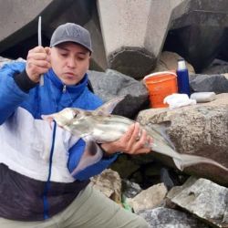 El pez elefante, también llamado gallo o banderita, se pescó bien en la zona de Necochea y Quequén. Fueron momentos que, el pescador local principalmente, pudo aprovechar. 