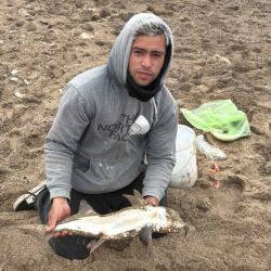 El pez elefante, también llamado gallo o banderita, se pescó bien en la zona de Necochea y Quequén. Fueron momentos que, el pescador local principalmente, pudo aprovechar. 