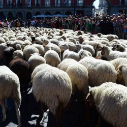 Imagen de ovejas y cabras caminando en una calle durante la Fiesta de la Trashumancia, en Madrid, España. La fiesta tiene su origen en la práctica de la trashumancia, mediante la cual, durante el invierno, los pastores trasladaban su ganado, vacuno y ovino, desde las montañas hacia los pastizales más cálidos para garantizar la alimentación de sus animales. | Foto:Xinhua/Gustavo Valiente