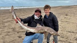 En el Querandí, por ahora, la actividad más sostenida se encuentra en el cazón, con numerosas capturas registradas durante los últimos días. La pesca se dio tanto desde la costa, al alcance de los equipos de lanzamiento, como mediante líneas fondeadas.