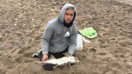 El pez elefante, también llamado gallo o banderita, se pescó bien en la zona de Necochea y Quequén. Fueron momentos que, el pescador local principalmente, pudo aprovechar.
