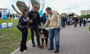 La Ciudad impulsa una ley para que cada perro y gato tenga un número único de identificación