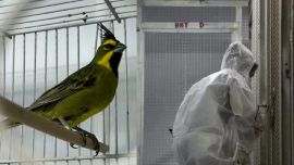 Los animales nativos, que permanecían cautivos en el país vecino, pudieron regresar al territorio nacional gracias a la aplicación de normativas internacionales de la convención CITES.