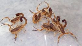 Los alacranes, emblemáticos artrópodos de la región, se vieron obligados a abandonar urgentemente sus hábitats subterráneos naturales.