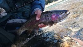 La pesca con mosca exige comprender cómo interactúan los distintos componentes del equipo. Una caña adecuada, una línea acorde con la profundidad y un líder bien elegido permiten afrontar situaciones diferentes sin depender exclusivamente de cambiar de mosca.