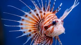 La iniciativa de Santorini busca, en definitiva, demostrar que una problemática ecológica también puede abrir nuevas posibilidades económicas cuando se articulan la investigación, la actividad pesquera y la gastronomía.