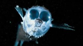 El registro de la Winteria telescopa constituye, por lo tanto, uno de los resultados más llamativos de la expedición. Aunque el pez ya había sido descrito científicamente, verlo en movimiento ofrece información adicional sobre una especie poco observada.