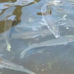 La labor del club alcanza a varios de los principales embalses de San Rafael. Entre ellos se encuentran El Nihuil, Valle Grande, Los Reyunos y Agua del Toro. 