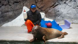 Annautaq quedó huérfano en el Ártico y no podía sobrevivir por sí mismo