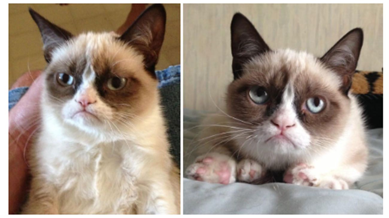 Las fotos que catapultaron a Grumpy Cat a la fama.