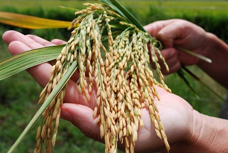 Producción Arroz