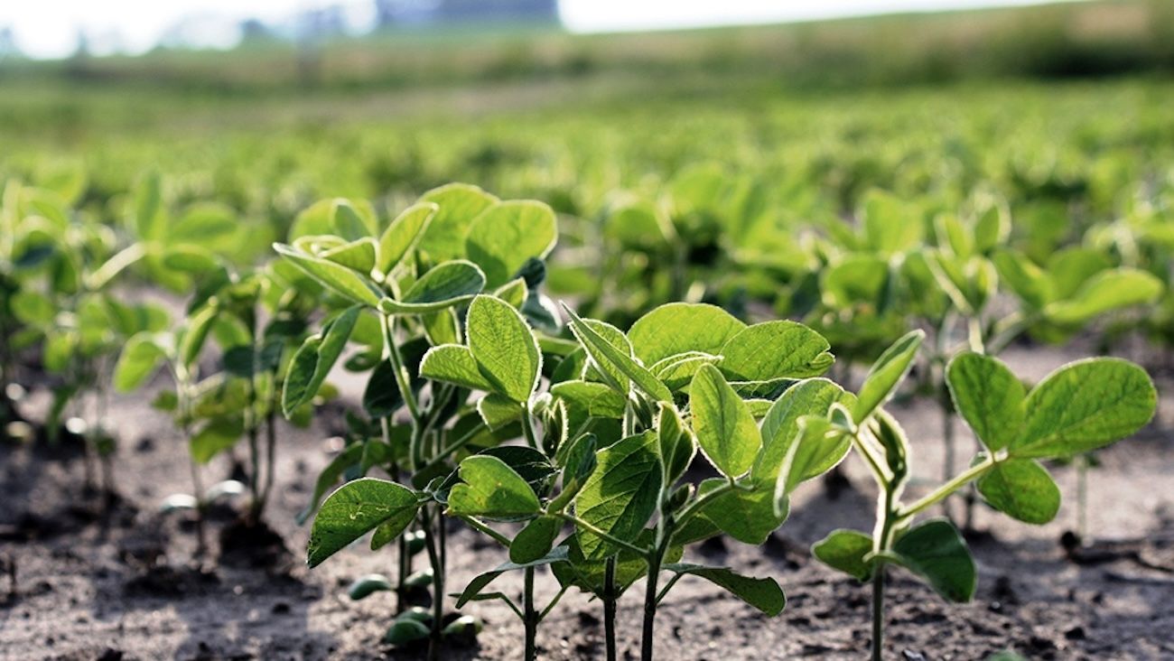 Cultivo de soja