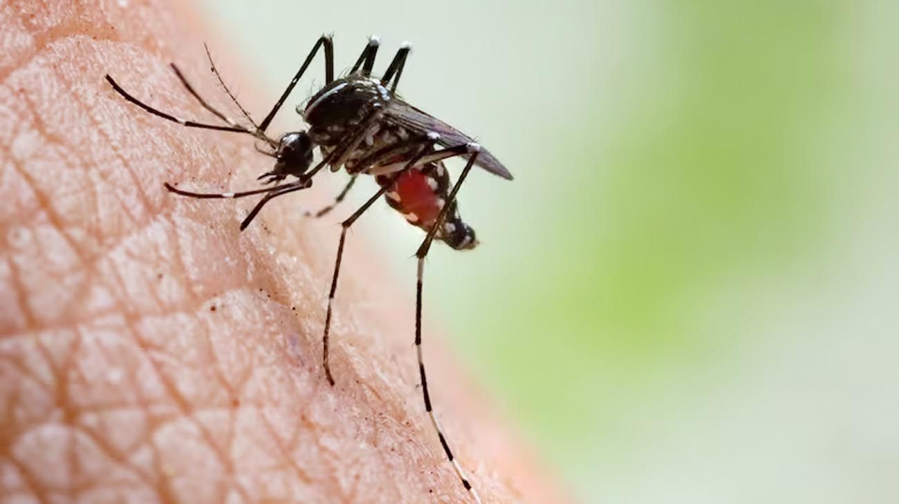 Dengue repelentes gratuitos