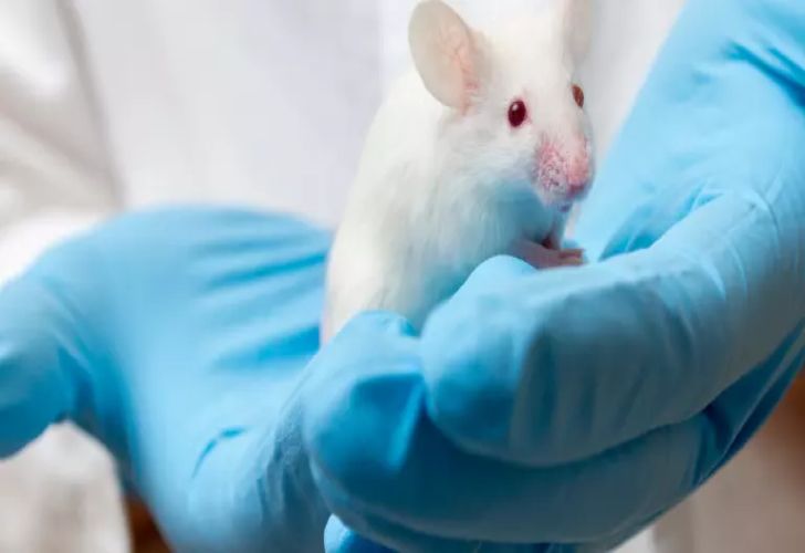 Raton de laboratorio