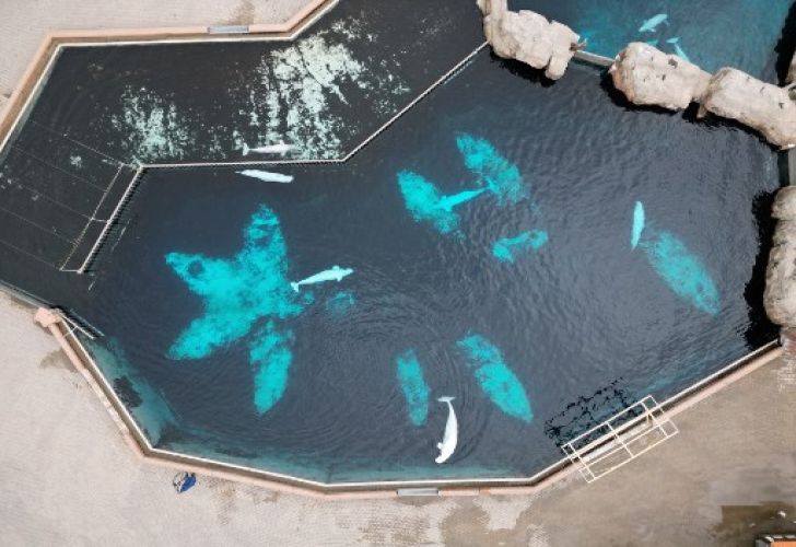 ballenas en cautiverio