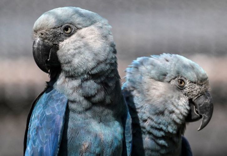 el guacamayo de Spix