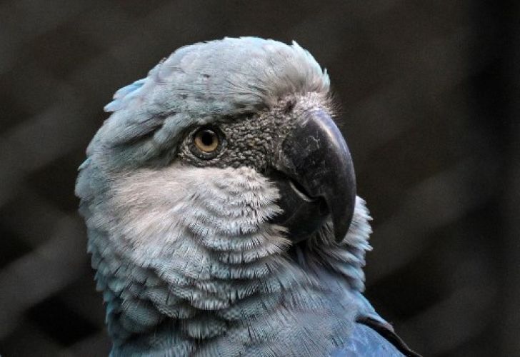 el guacamayo de Spix
