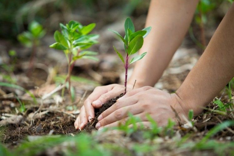 Medio ambiente