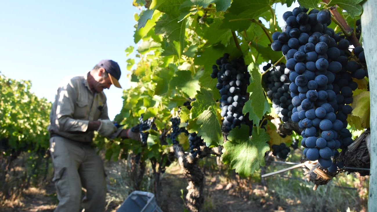 Vino